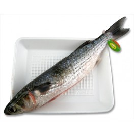楊氏烏頭魚(每條)
