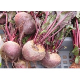 紅菜頭 (歡迎查詢)