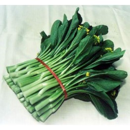 菜心 (歡迎查詢)