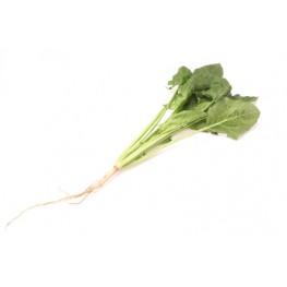 菠菜 (歡迎查詢)