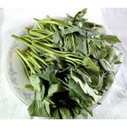 蕃薯苗 (歡迎查詢)
