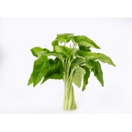 通菜 (歡迎查詢)