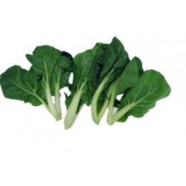 白菜仔 (歡迎查詢)