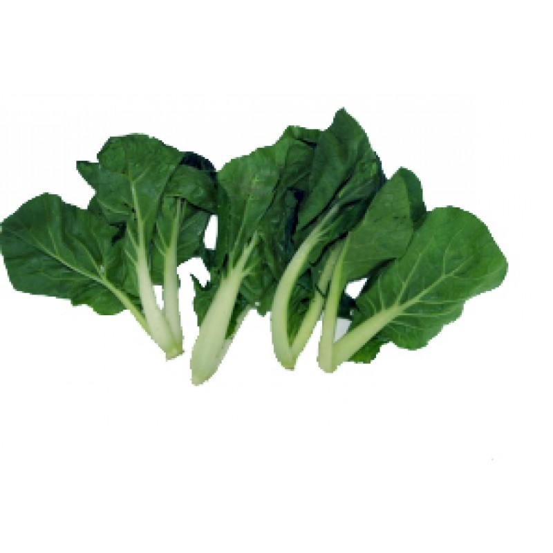 白菜仔 (歡迎查詢)